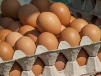 Prodajem kokosja jaja-vojvodina :: Poljoprivredni Proizvodi Oglasi Beograd