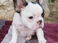 Merle francuski buldog štenci :: Psi Oglasi Beograd