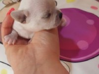 Mini princess Chihuahue :: Psi Oglasi Beograd