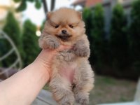 Pomeranac Top zenka :: Psi Oglasi Beograd