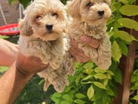 Maltipoo stenci spremni su za preuzimanje :: Psi Oglasi Beograd