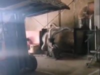 Prodajem kompletnu liniju za proizvodnju peleta :: Mašine i Alati Oglasi Beograd