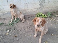 Epanjel Breton štenad :: Psi Oglasi Beograd