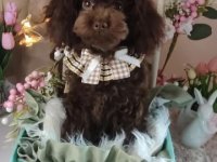 Toj pudle braon, ženke :: Psi Oglasi Beograd