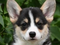 Velski korgi Welsh Corgi Pembroke :: Psi Oglasi Beograd