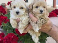 Savrseni maltipoo bebani spremni su za preuzimanje :: Psi Oglasi Beograd
