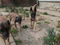 Belgijski ovčar MALINOA štenci :: Psi Oglasi Beograd