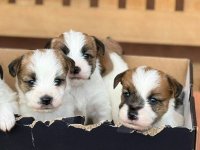 Oštrodlaki Džek Rasel terijer (Jack Russell Terrier) štenci :: Psi Oglasi Beograd