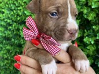 Pit Bull terijer prelepi stenci :: Psi Oglasi Beograd