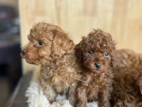 Toy Pudla kvalitetni štenci :: Psi Oglasi Beograd