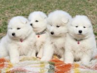 Samojed prelepi štenci :: Psi Oglasi Beograd