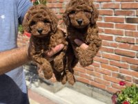 Predivni stenci toy pudle spremni za preuzimanje :: Psi Oglasi Beograd