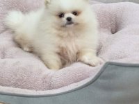 Teddy bear pomeranci, dve sestre :: Psi Oglasi Beograd