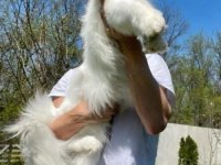 Maine Coon mačići :: Mačke Oglasi Beograd