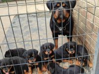 Prelepa štenad Rotvajlera, 2 meseca starosti :: Psi Oglasi Beograd