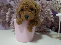 Toy pudle maleni mečići spremni za preuzimanje :: Psi Oglasi Beograd