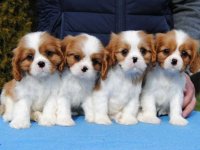 Dostupni štenci Cavalier King Charles spanijela :: Psi Oglasi Beograd