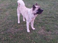 Američka akita, parenje :: Psi Oglasi Beograd