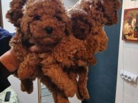 Na prodaju štenci patuljaste pudle :: Psi Oglasi Beograd