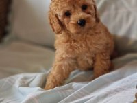 Crvene pudle toy, od oba roditelja u mom vlasnistvu :: Psi Oglasi Beograd