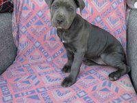 Pitbul Blue Nose stenci :: Psi Oglasi Beograd