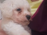 Kovrdžavi bišon (Bichon frise), štenci :: Psi Oglasi Beograd