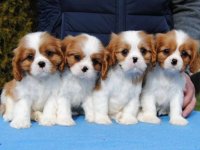 Dostupni štenci Cavalier King Charles spanijela :: Psi Oglasi Beograd