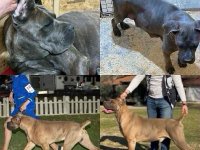 Štenci Cane Corso :: Psi Oglasi Beograd