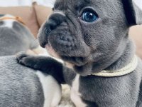 Plavi i merle egzoticni francuski buldozi :: Psi Oglasi Beograd