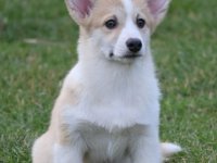 Velski korgi/Welsh Corgi Pembroke :: Psi Oglasi Beograd