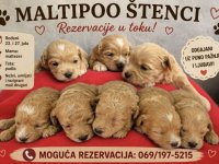 Maltipoo štenci :: Psi Oglasi Beograd