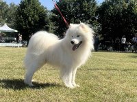 Na prodaju odrasli mužjak Samojeda, oštenjen 01.07.2021. godine :: Psi Oglasi Beograd Na prodaju odrasli mužjak Samojeda, oštenjen 01.07.2021. godine :: Psi Oglasi Beograd
