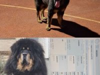 Prodaju se stenad Tibetanskog Mastifa sampionskog porijekla :: Psi Oglasi Beograd