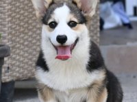 Velški korgi/Welsh Corgi Pembroke :: Psi Oglasi Beograd