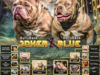 American Bully Ženka je stara 13 meseci, vrhunskog, izuzetnog porekla :: Psi Oglasi Beograd