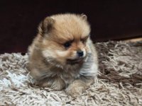 Štenci pomeranskog špica prelepog krzna :: Psi Oglasi Beograd