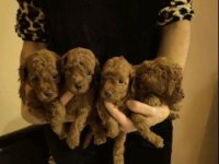 Crvene toy pudle :: Psi Oglasi Beograd