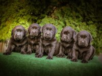 Labrador retriver braon štenci :: Psi Oglasi Beograd