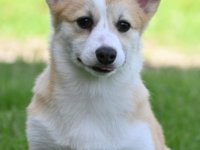 Velski korgi/Welsh Corgi Pembroke :: Psi Oglasi Beograd