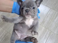 Egzoticni francuski buldog :: Psi Oglasi Beograd