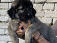 Kavkaski Ovčar štenci :: Psi Oglasi Beograd