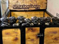 Patuljasti Snauceri biber so :: Psi Oglasi Beograd