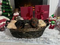 Mini kratkodlaki jazavičari, štenci :: Psi Oglasi Beograd