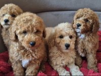 Pudle i Maltipoo štenci :: Psi Oglasi Beograd