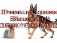 Dresura pasa Beograd :: Čuvanje i Nega Kućnih Ljubimaca Oglasi Beograd