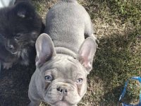 Sivi francuski buldog :: Psi Oglasi Beograd