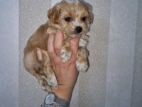 Prodajem preslatke kuce maltipoa. :: Psi Oglasi Beograd