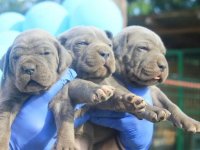 Cane Corso štenci :: Psi Oglasi Beograd