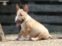 Mini Bull Terijer prelepi štenci :: Psi Oglasi Beograd