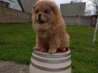Na prodaju stene Chow Chow prelepog izgleda :: Psi Oglasi Beograd